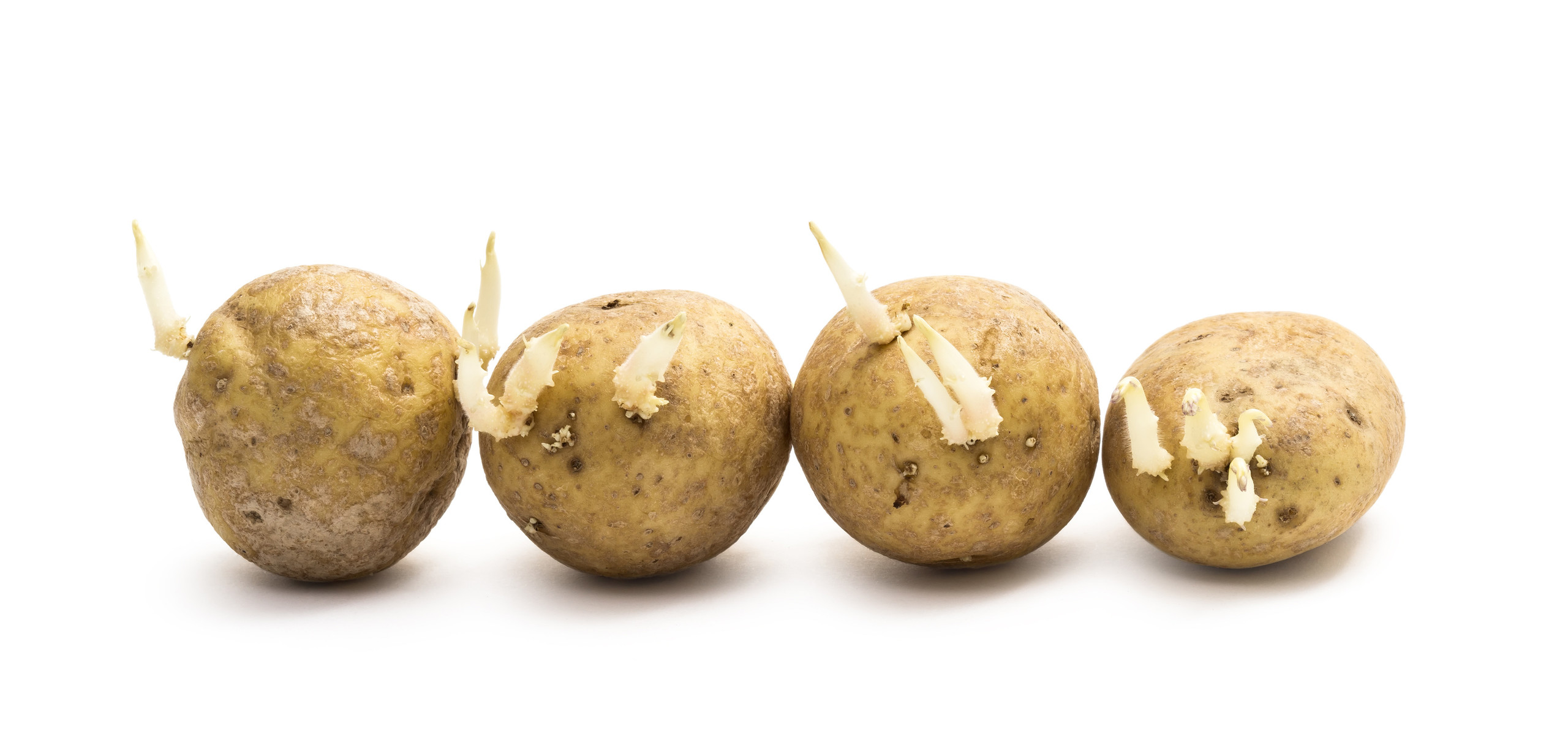 Homegardening mit Herr Döpfel - Kartoffelfacts - Kartoffel